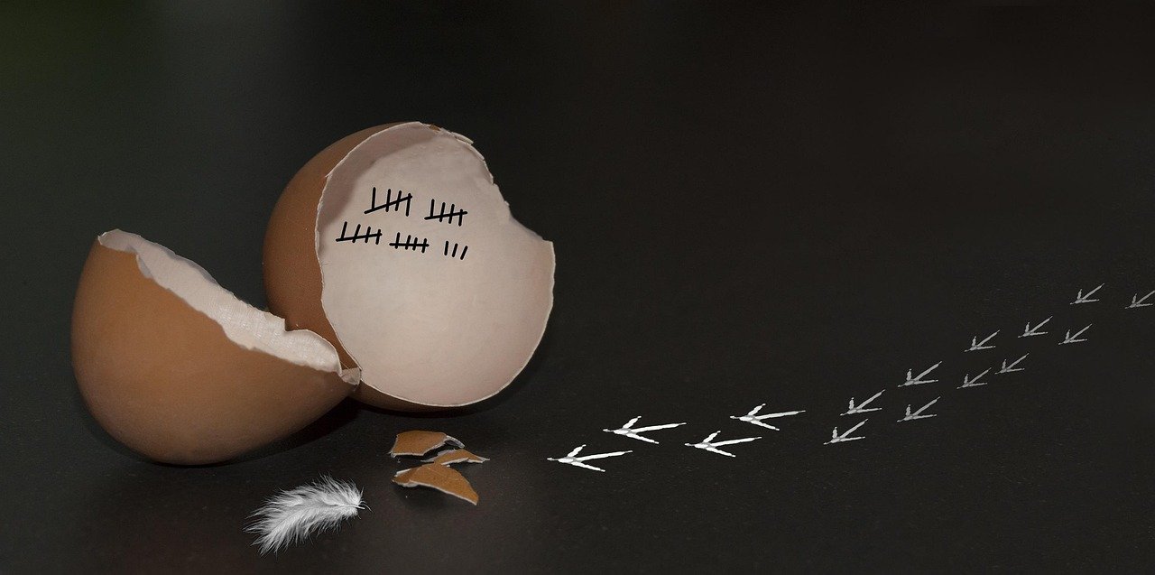 nature, horizontal, no person, creativity, simplicity, egg, think it over, creation, liberation, departure, new, idea, to calculate, kudos, brown, white black, creativity, simplicity, simplicity, simplicity, egg, creation, creation, creation, liberation, liberation, departure, departure, idea, idea, idea, idea, idea