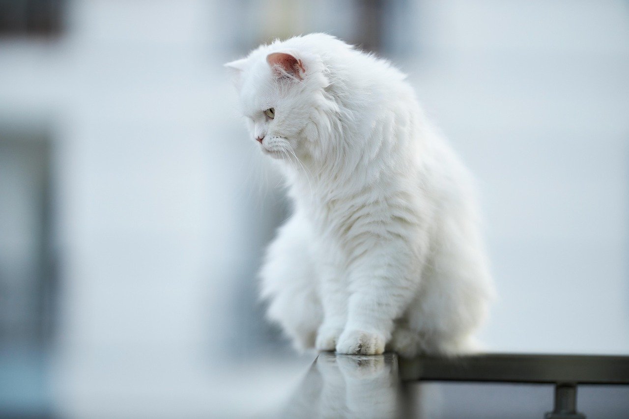 cat, animal, white, feather, pet, fur, to sit, balcony, high, paw, portrait, cute, pets, youth, friendship, curious, eyes, head, view, innocent, kitty, baby, nature, mammal, scott, small