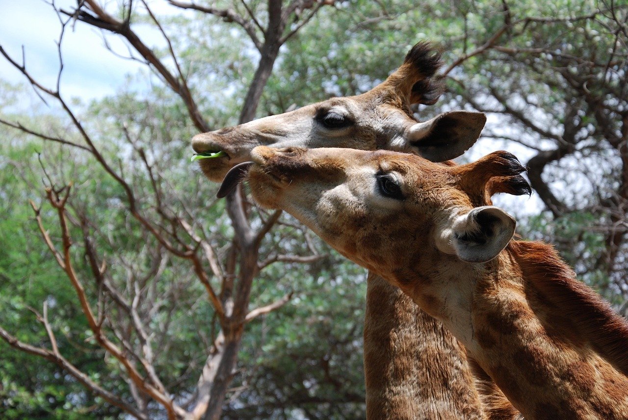 giraffes, animals, heads, tall, nature, south africa, eating, mammals, brown, african, wildlife, necks, long, stretching, profiles