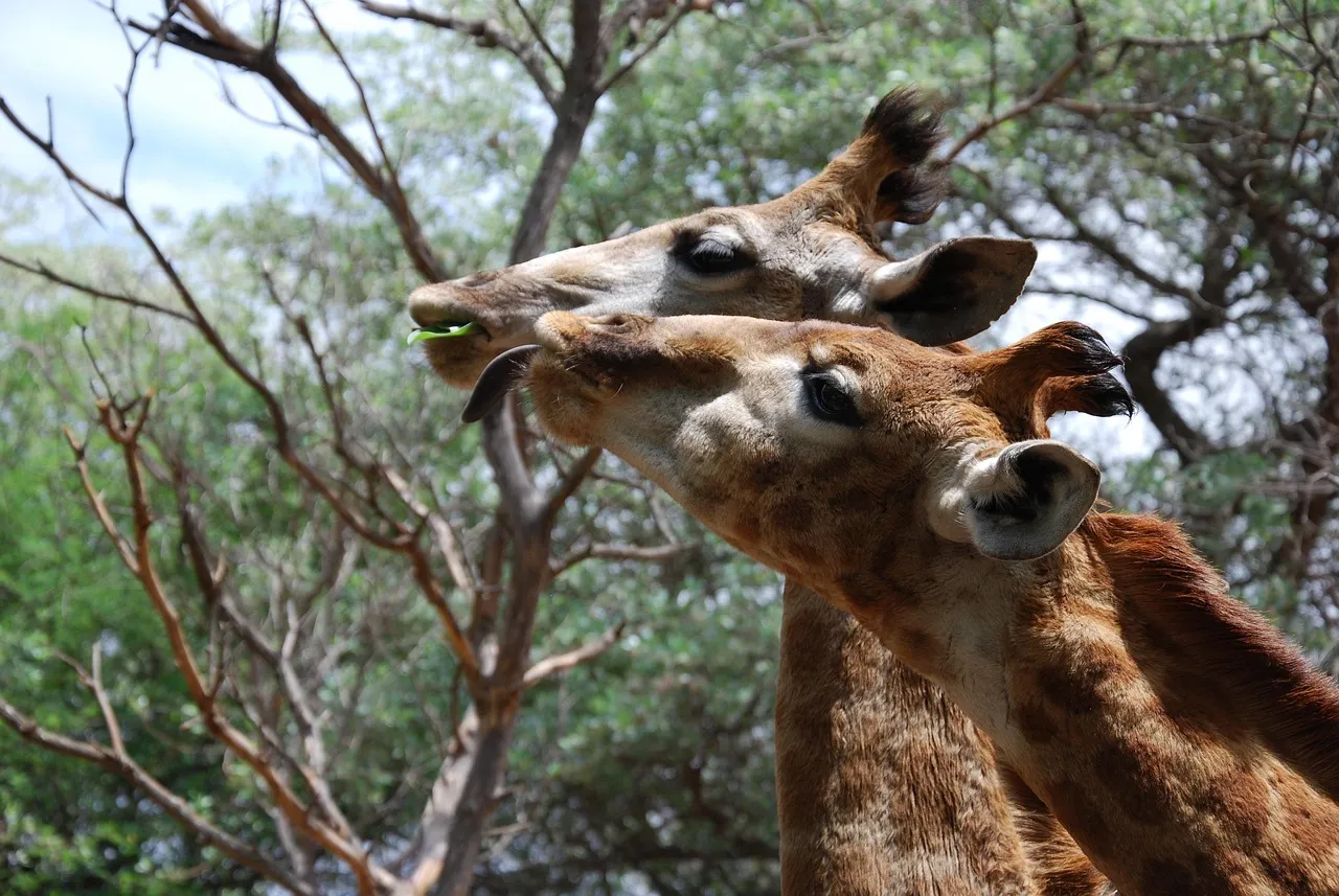 giraffes, animals, heads, tall, nature, south africa, eating, mammals, brown, african, wildlife, necks, long, stretching, profiles