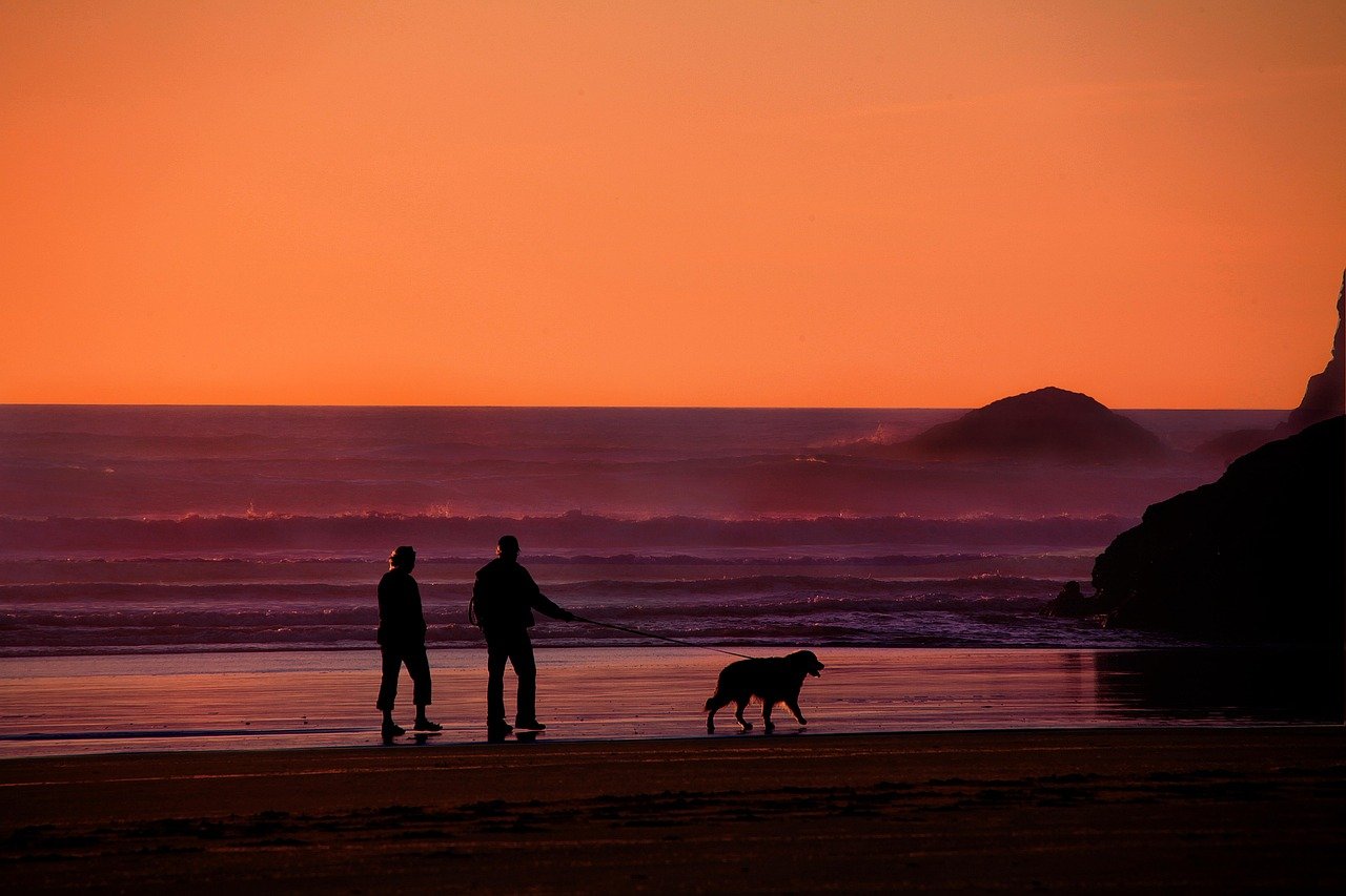 grandparents, walking the dog, dog, pet, animal, people, together, nature, family, senior, outdoors, mature, beach, elderly, retirement, couple, exercise, summer, orange beach, orange dog, orange exercise, orange summer, orange walking, orange pets, orange elderly, orange together