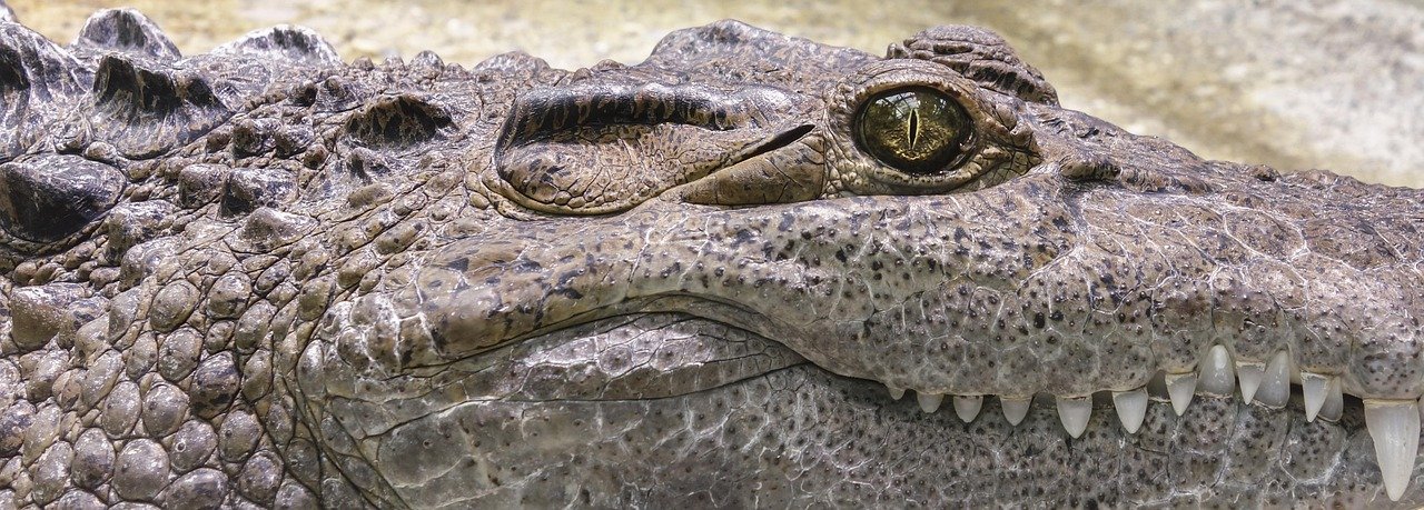 crocodile, alligator, teeth, eye, reptile, animal, predator, nature, scales, wildlife, dangerous, wild, closeup