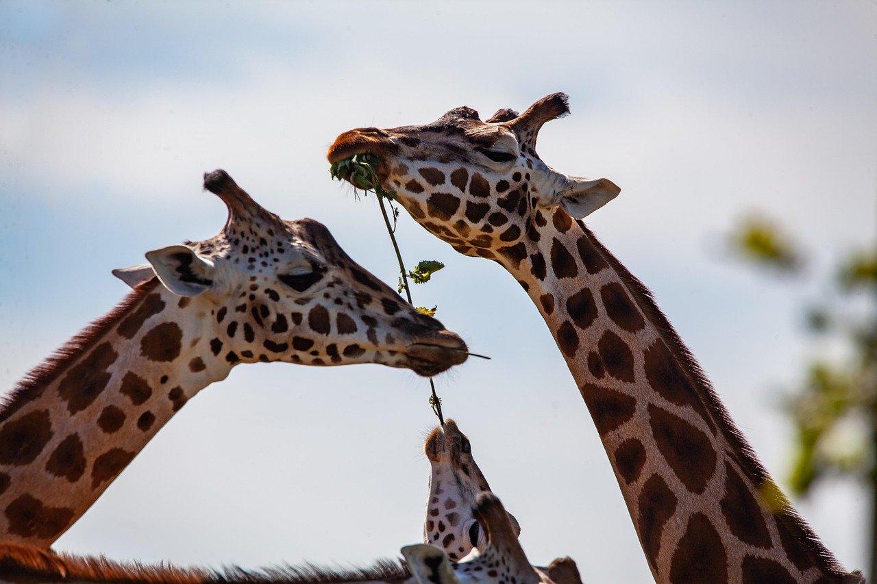 giraffe, long neck, horns, long legs, neck, mammal, wildlife, africa, zoo, safari, nature, tall, wild, spots, spotted, wilderness, cute, animal, giraffe, giraffe, giraffe, giraffe, giraffe, zoo, zoo