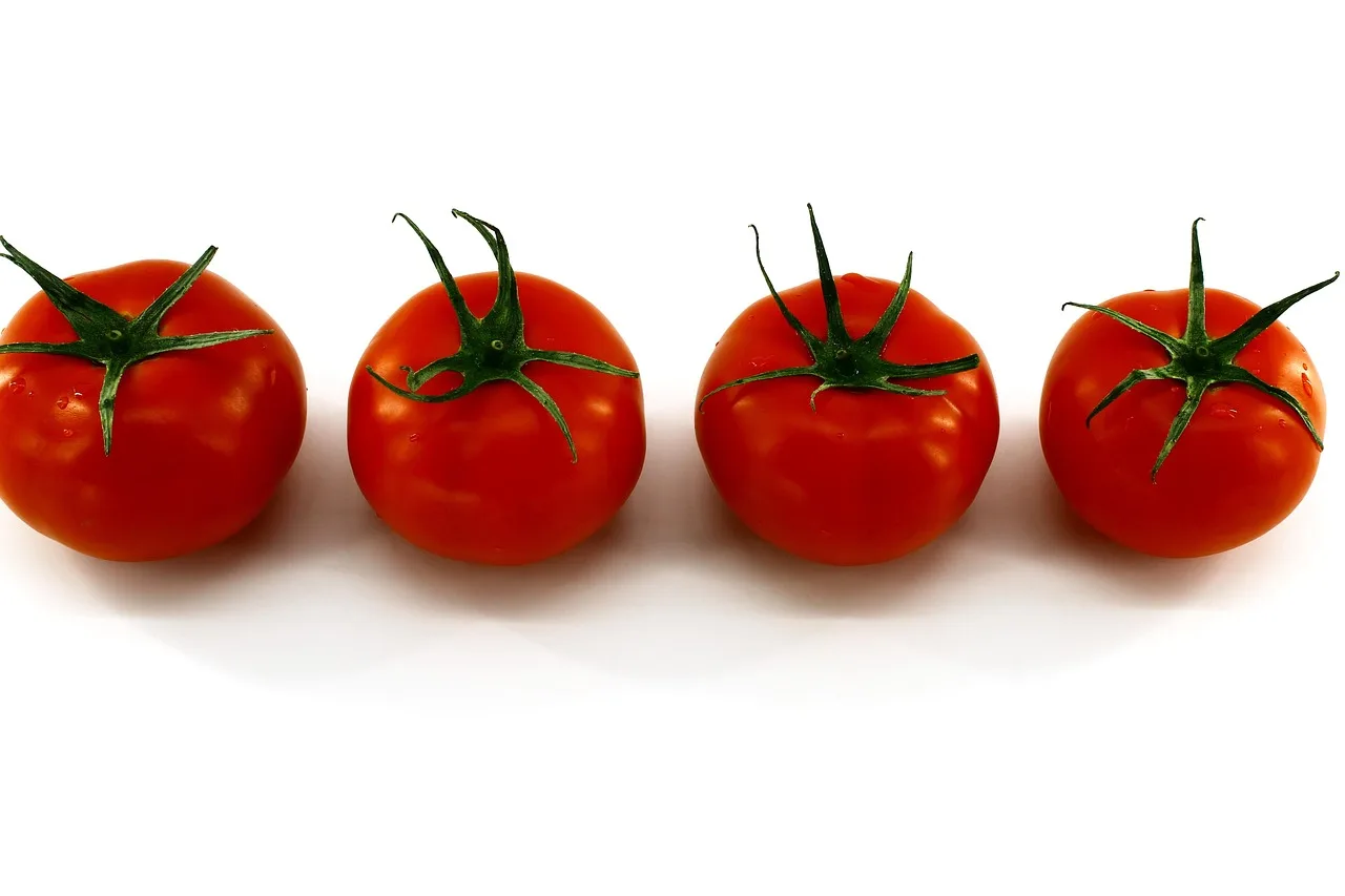 white background, red tomatoes, świeży, vegetables, clean, four tomatoes, with green sprig, washed, jedzenie, nutrition, zdrowy, juicy, pyszny, vegetarian, raw food, live food, raw