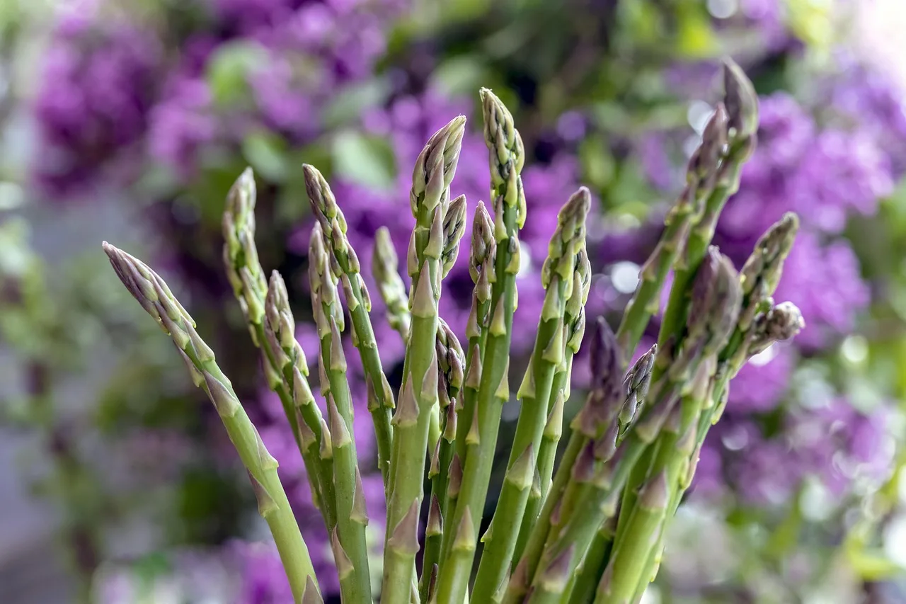 green asparagus, asparagus, green, vegetables, eat, healthy, fabryka, asparagus fern, cook, nature, asparagus time, spaargelernte, dieta, wegańskie, warzywa, asparagus, asparagus, asparagus, asparagus, asparagus