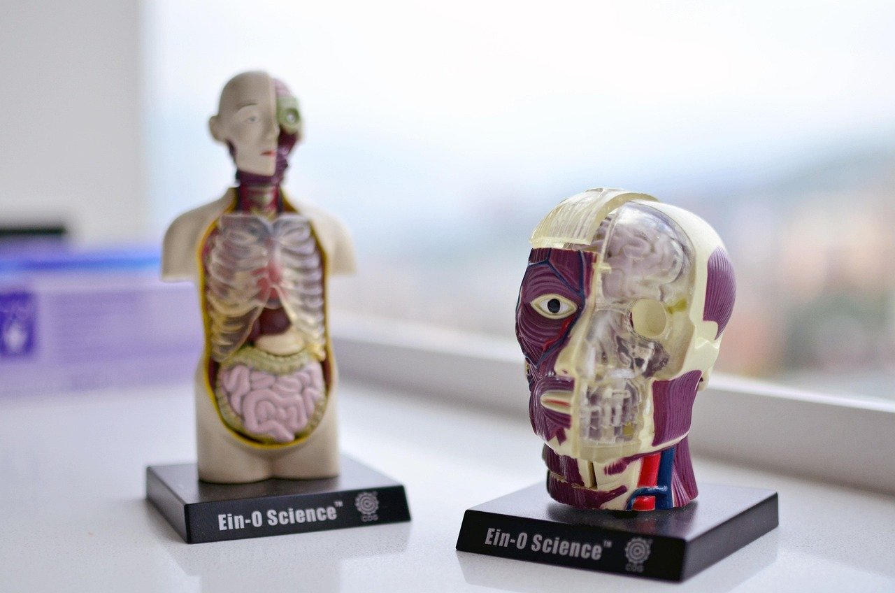 health, human body, wellness, body, gym, men, human, people, anatomy, medical, healthy, exercise, medicine, woman, mens, doctor, body, people, anatomy, anatomy, anatomy, anatomy, anatomy, medical