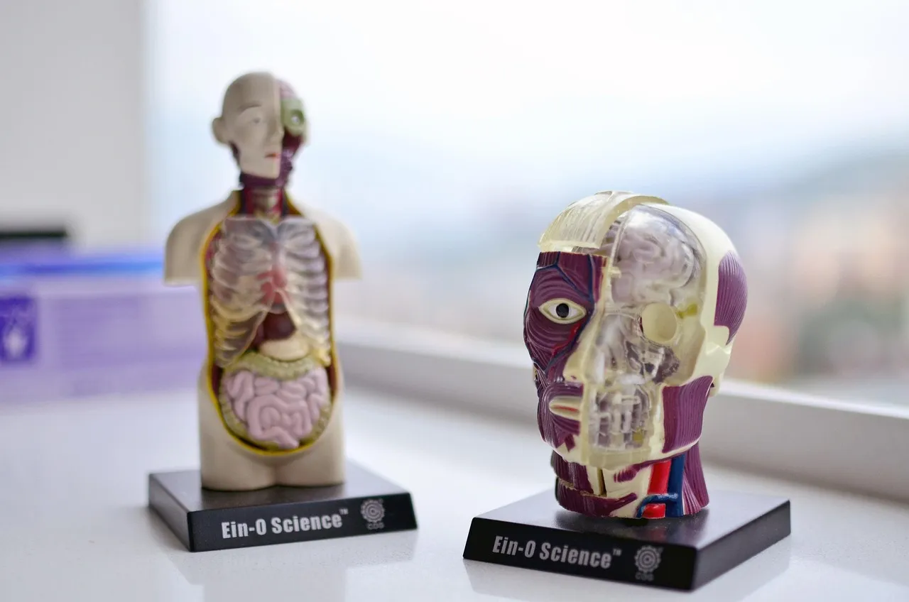 health, human body, wellness, body, gym, men, human, people, anatomy, medical, healthy, exercise, medicine, woman, mens, doctor, body, people, anatomy, anatomy, anatomy, anatomy, anatomy, medical