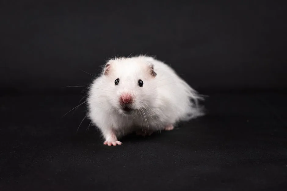 Cute white Syrian hamster posing in a studio setting. Perfect for pet enthusiasts.