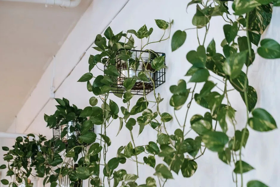 From below green lush climbing plant in flowerpot placed as decoration on white wall in light room