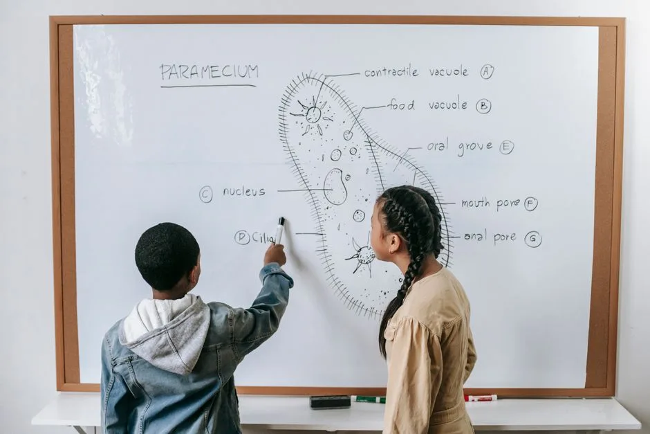 Back view of multiethnic boy and girl at whiteboard learning Paramecium cell structure during biology lesson