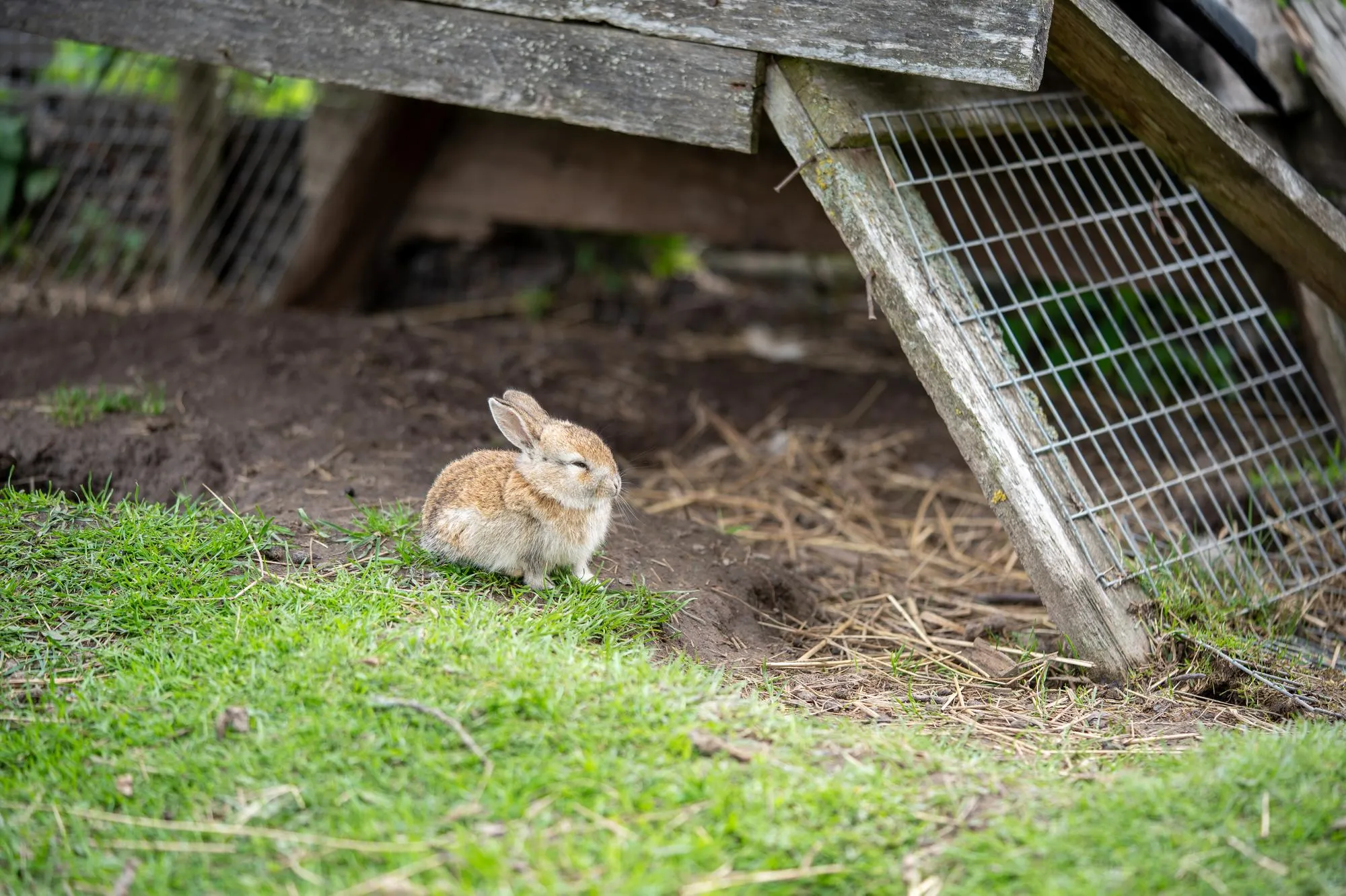 A small sleepy rabbit lies on a green meadow on a farm near a wooden house closeup shot
