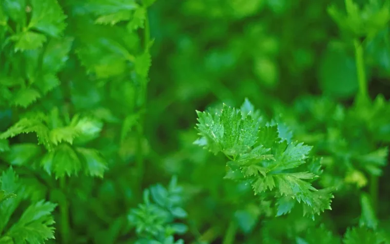 pietruszka, zielony, fresh, natura, organic, pietruszki, pietruszki background, healthy, jedzenie, zakład, naturalne, vegetarian, vegetable, herb, cooking, физготовности, leaf, zbliżenie, ingredient, liście, flavor