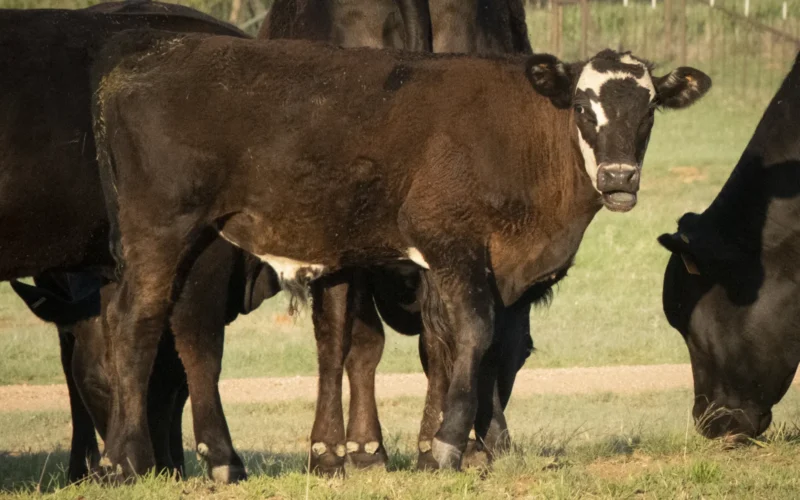 Yes, Rancher, Landowner, and Military Veteran Chuck Merlo talks to his calves and cows while giving them some morning feed and nutrients, but most importantly, he is checking on their health at the C.G. Merlo Ranch in San Saba, Texas, on June 11, 2022. Over the years, he has participated in the U.S. Department of Agriculture's USDA cost-sharing improvement and financial programs to improve his calf-cow operation. Multiple programs have helped the CG Merlo Ranch operation get through the drought and the pandemic. Through the USDA Natural Resources Conservation Services NRCS, he is implementing the Conservation Practices number 516 Livestock Pipeline, 614 Watering Facility, 382 Fence, and 314 Brush Management. Additionally, the USDA Farm Services Agency FSA has assisted with Coronavirus Aid, Relief, and Economic Security Act CARES and the 2014 Farm Bill's Livestock Forage Disaster Program LFP. USDA Media by Lance Cheung. For more information about USDA NRCS Conservation Practice Standards, please go to nrcs.usda.gov/wps/portal/nrcs/detail/national/technical/?cid=nrcsdev11_001020