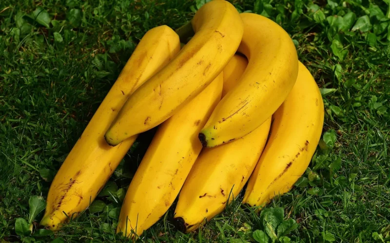 banany, owoce, żółty, zdrowy, dojrzały, świeży, świeże banany, dojrzałe banany, żółte banany, garść, produkować, zbiór, organiczny, świeże produkty, ścieśniać, banany, banany, banany, banany, banany