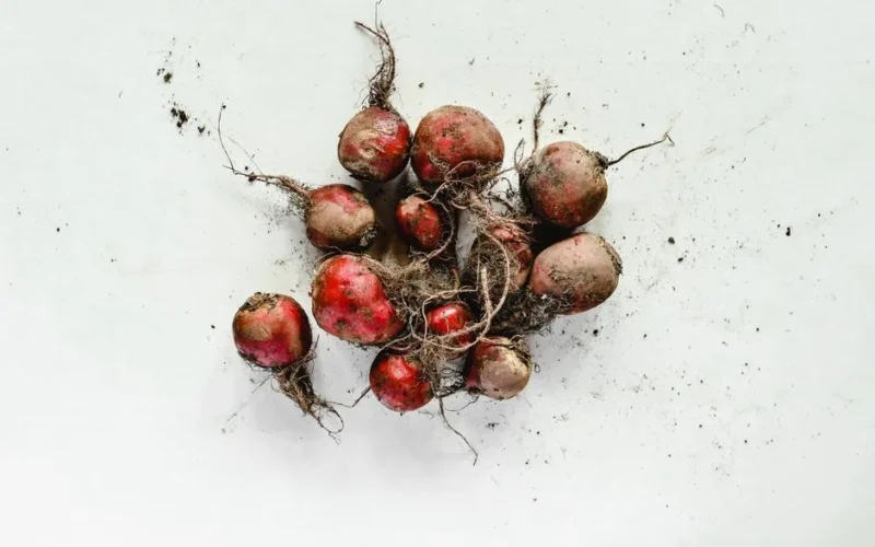 A cluster of fresh beetroots with roots and soil on a white background, showcasing organic farming.