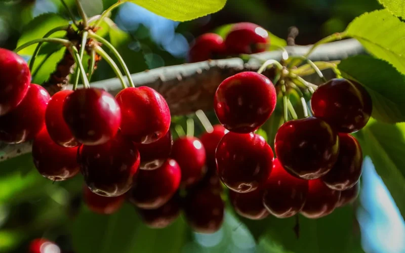 fruit, cherries, red, spring, sok, dessert, natura, sweet, natural, kamień, delicious, food