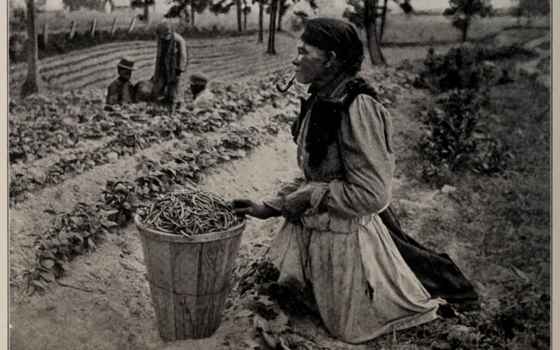 Gathering beans "down South," photo from The Encyclopedia of Food by Artemas Ward