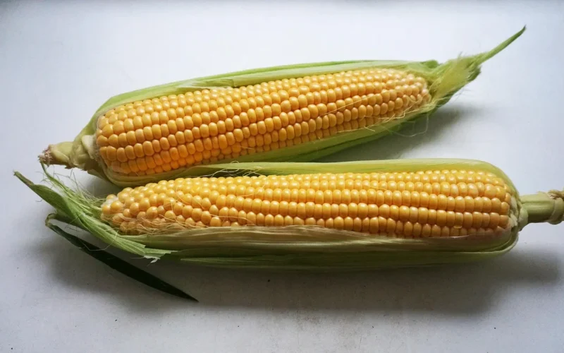 ear of corn, odchodzi, light background, corn, corn cobs, kukurydza, odżywianie, zbiór, artykuły spożywcze, natura, fabryka, warzywa, jesienią, żółty, płatki, jest, świeży, zdrowy, zielony, ziarna, lato, złoto, pole, corn, corn, corn, corn, corn
