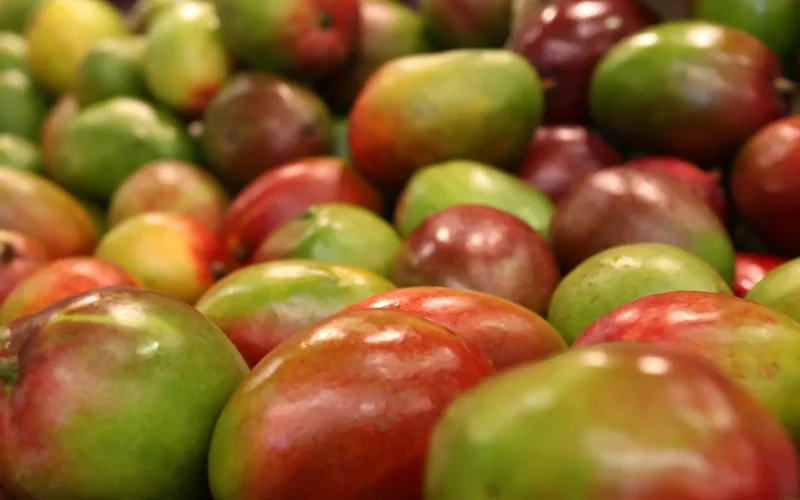 mango, owoc, kolorowy, jedzenie, świeży, składnik, egzotyczny, mango, mango, mango, mango, mango