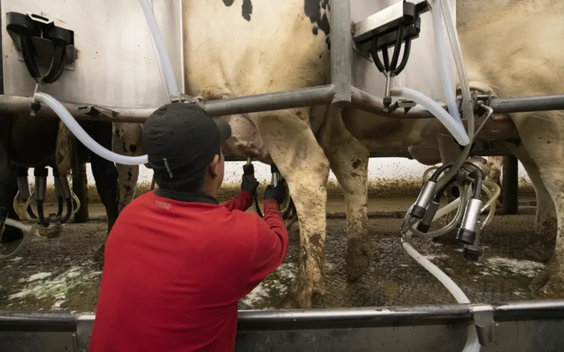 Students from the Royalton-Hartland School District visit Verratti Farms LLC, a diary and grain operation in Newfane and Gasport, NY, on May 26, 2022. Here, the students learn what and where the local milk they drink comes from and what it takes to maintain and care for the dairy cows. Royalton-Hartland School District, comprised of an elementary, middle, and high school, has approximately 1,300 K-12 students in Middleport, NY, which is a remote, rural part of eastern Niagara County. Royalton-Hartland School District received a FY 2021 Farm to School Implementation grant to provide engaging, hands-on programming that promotes a healthy lifestyle; increases student knowledge of how to grow, prepare, and store fresh produce; and exposes students to the multitude of career opportunities in the growing local agriculture industry. In collaboration with district partners, including Cornell Cooperative Extension of Niagara County, Blackman Family Farms, and the Royalton-Hartland Agriculture Foundation, Royalton-Hartland School District is in the process of developing a K-12 curriculum, engaging teachers in the integration of the farm to school vision on a district-wide basis, equipping kitchen facilities to increase the capacity to store, prepare and serve locally sourced foods, and upgrading classrooms for project-based learning experiences. USDA Media by Lance Cheung.