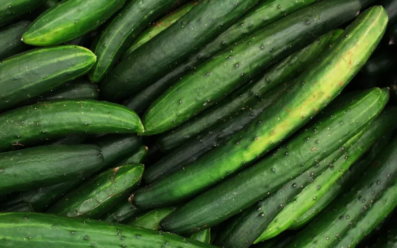 ogórek, ogórek background, natura, cucumbers, tapeta systemu windows, tapeta 4k, tapeta na mac, tapeta hd, tła pulpitu, zielony, green background, healthy, darmowe tło, jedzenie, darmowe tapety, tapeta w pełnej rozdzielczości, kwiatowy tło, ingredient, tapeta na laptopa, vegetable, fresh, tło, raw, organic, vegetarian, market, zbliżenie, физготовности, fajne tła, zakład, piękna tapeta, dieting, tapeta 4k 1920x1080, sałatka