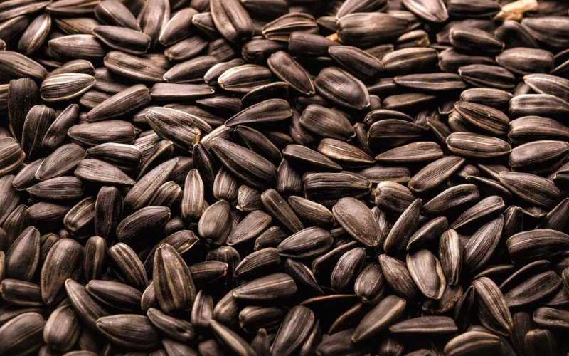 słonecznik, roasted, seed, jedzenie, rolnictwo, przekąska, czarny, eating, raw, roślina, nature, sunflower-seed, vegetarian, organiczny, zdrowy, grains, appetizer, ingredient, products, group, salted, dietary, dieting, vegetables