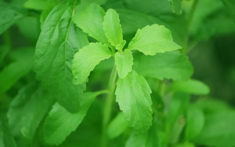 stevia, liść, cukrowni, słodycz, naturalny, dieta, cukier, zielony, słodkie, ziele, świeży, odchodzi, alternatywny, organiczny, rolnictwo, składnik, natura, słodzik, zdrowie, aromatyczny, zieleń, botanika, sezonowy, zielony zdrowia, zielony liść, zielona dieta, zielone liście, zielony naturalny