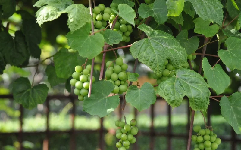 winogrona, grapes, zielone, green