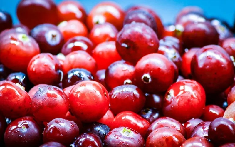 jedzenie, jagoda, cranberry, ripe, czerwony, round, juicy, świeży, marsh, raw, las, naturalny, natura, zdrowy