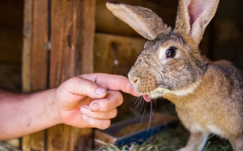 Close-up of a young rabbit licking a person's hand in an outdoor setting.