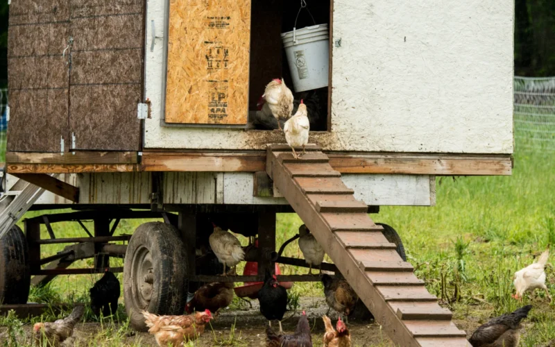 A repurposed shed and trailer serves as a sturdy mobile shelter for chickens foraging in their pasture at Hock-Newberry Farm operations, owned by Erica Govednik, a U.S. Coast Guard veteran, who successfully runs an organically-managed, multi-species, rotational-grazing farm on rented land in Marshall, VA, on Saturday, May 21, 2016. The farm’s products consist of forested American Guinea Hog pork, a Nubian dairy goatherd share program, and free-range egg and broiler chicken program. During the tour Ms. Govednik shares her knowledge and experience of multi-species grazing, lowering expenses with used equipment and material purchases, DIY projects, low-cost electric fencing to make the most of rented land, and direct marketing. This is part of From Service to Stewardship a two-day intensive workshop in Remington, Va., on May 20-21. The Livestock Conservancy, Virginia Cooperative Extension, and Lakota Ranch, are holding this workshop to help educate military service veterans about rare breed animal and poultry options for farming enterprises. Some of the topics include, getting started, networking, marketing, poultry processing, breeding, husbandry, scything, rotational grazing and pasture management, tractor selections, milking and oxen, and electric fence building. In 2014, the U.S. Department of Agriculture announced the availability of more than $9 million in outreach and technical assistance for minority farmers and ranchers and military veterans that are new to farming and ranching. The funding, provided through the Outreach and Assistance for Socially Disadvantaged Farmers and Ranchers and Veteran Farmers and Ranchers Program, also known as the 2501 Program, will enable community-based organizations and other partners to work directly with these groups to successfully acquire, own and operate farms and ranches and equitably participate in all USDA programs. The 2014 Farm Bill reauthorized the program and expanded targeted communities. For more information please see: www.usda.gov/wps/portal/usda/usdamediafb?contentid=2014/0... USDA Media by Lance Cheung. From Service to Stewardship a two-day intensive workshop in Remington, Va., on Friday, May 20, 2016. The Livestock Conservancy, Virginia Cooperative Extension, and Lakota Ranch are holding this workshop to help educate military service veterans about rare breed animal and poultry options for farming enterprises. Some of the topics include getting started, networking, marketing, poultry processing, breeding, husbandry, scything, rotational grazing and pasture management, tractor selections, milking and oxen, and electric fence building. In 2014, the U.S. Department of Agriculture announced the availability of more than $9 million in outreach and technical assistance for minority farmers and ranchers and military veterans that are new to farming and ranching. The funding, provided through the Outreach and Assistance for Socially Disadvantaged Farmers and Ranchers and Veteran Farmers and Ranchers Program, also known as the 2501 Program, will enable community-based organizations and other partners to work directly with these groups to successfully acquire, own and operate farms and ranches and equitably participate in all USDA programs. The 2014 Farm Bill reauthorized the program and expanded targeted communities. For more information please see:https://www.usda.gov/media/press-releases/2014/07/29/usda-announces-grants-help-veterans-and-minority-farmers-get