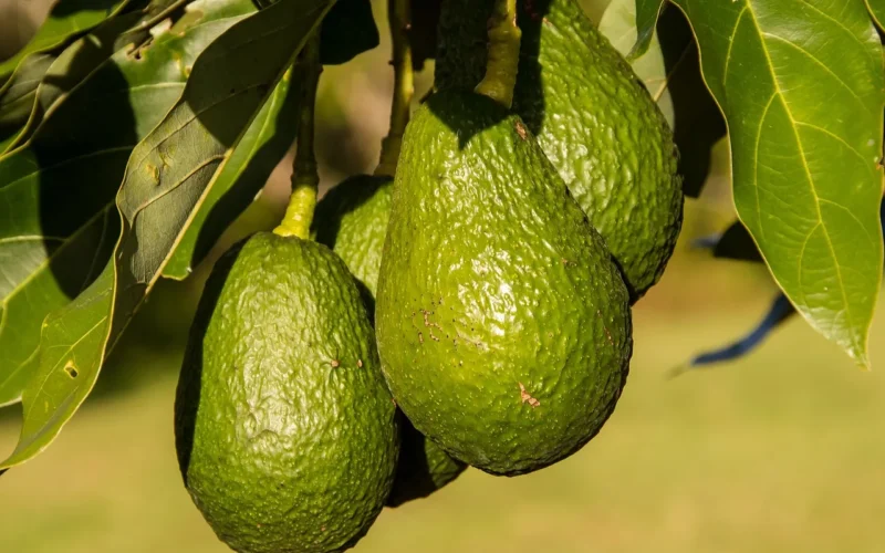 awokado, owoc, zdrowy, drzewo, natura, wzrost, organiczny, hass awokado, persea americana