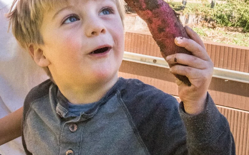 U.S. Department of Agriculture (USDA), Agriculture Marketing Service (AMS), Dairy Program Marketing Research Specialist John Galbraith helped possible future farmers harvest sweet potatoes during the USDA Farmers Market which celebrates the close of its 22nd season on Oct 27, 2017, in Washington, DC. The last market day featured live music from the U.S. Army Band, farm animal exhibits. Visitors were able to bowl with squash, help harvest and learn about sweet potatoes for donation DC Central Kitchen, pick and paint pumpkins, meet farm animals, shop for fresh picked local produce from the Chesapeake Bay Region, enjoy prepared foods, see live turkeys from Tall Cotton Farm, get a farm animal and veggie-themed temporary tattoo to wear, and shop for food inspired art work. âVegUâ Program Coordinators prepared and talk about a pumpkin curry soup recipe during free 10-minute fruit and vegetable classes at the âVegU(cation)â tent where people learned how to how to pick, store, and prepare pumpkin curry soup. Fruits and vegetables are featured during their peak harvest time. The USDA farmers market is located on the corner of 12th Street and Independence Ave, SW; features live music, 30+ farmers, ranchers, and small business owners in the Chesapeake Bay Region. The festival played host to thousands of visitors from around America and looks to open May 4, 2018. For more information visit usda.gov/farmersmarket or follow @USDA_AMS on Twitter and Instagram using hashtag #USDAFarmersMkt. View photos of the market on Flickr. USDA Photo by Lance Cheung. PUMPKIN CURRY SOUP Yields 8 cups Prep Time: 1 hour | Cook Time: 20 minutes | Total Time: 1 hour 20 minutes 1 tbsp. olive oil 1 medium onion, ï¬nely chopped 3 garlic cloves, minced 3 lb. fresh sugar pumpkin 3 cups vegetable stock 1 tbsp. curry powder 1 tsp. chili powder Salt and pepper to taste 1. Preheat oven to 350Â° F. 2. Remove pumpkin stem and slice pumpkin in half using a sharp knife. Remove pumpkin seeds and stringy innards with a spoon. Discard or save seeds to roast later on. 3. Brush pumpkin halves with oil and place face down on a parchment-lined baking sheet. Bake for 45 minutes or until tender. 4. Remove from oven and let cool. Separate pumpkin ï¬esh from skin. PurÃ©e the pumpkin ï¬esh in a blender or food processor. (Process to your preference of a smooth to chunky texture. See photo album for examples.) 5. In a pot, heat onion and garlic over medium heat. Add vegetable stock, purÃ©ed pumpkin, curry powder and chili powder. 6. Bring soup to a boil then reduce heat and simmer for 10 minutes. Note: Each pound of sugar pumpkin should yield 1 cup of pumpkin purÃ©e. Adapted from Â© My Darling Vegan 2016 THIS WEEK VEGU IS ALL ABOUT PUMPKINS Three diï¬erent species in the Curburita genus are known as pumpkins (Cucurbita pepo, C. maxima, C. moschata). Pumpkins are typically planted in early summer and harvested in fall. Pumpkins can be stored for several months after harvesting due to their thick outer skin. There are countless diï¬erent varieties of pumpkins grown in the United States ranging in size from 2 pounds to 100 pounds and in an array of colors including orange, yellow, green, and white. One of the most common pumpkin varieties used for cooking and baking is Sugar Pie (also known as pie pumpkins), which has thin skin and sweet ï¬esh making it ideal for eating. HOW TO PICK Look at size. Choose pumpkins that feel solid and heavy for their size. Check for blemishes. Pick pumpkins that are unblemished, have consistent color and have the stems attached. Feel for freshness. Press on the bottom of the pumpkin. If it is ï¬exible or has several soft spots it may indicate that it is not as fresh. HOW TO PREPARE To cook a fresh pumpkin, ï¬rst wash and dry the whole pumpkin. Remove the stem and slice the pumpkin in half using a sharp knife. Clean out the inside, removing the seeds and ï¬brous strings. Place the halves on a cookie sheet or tray and bake at 350Âº F for about 30-45 minutes depending on the size. Once cooled, peel oï¬ the skin using a knife and chop the pumpkin into cubes, or purÃ©e the ï¬esh in a blender or food processor. Use cooked pumpkin purÃ©e or cubes in pies, cakes, baked goods, soups, and stews. HOW TO STORE Pumpkins require cool and dry conditions for best storage. Optimal temperature is between 50-55Âº F and humidity of 50-70%. If stored properly, certain varieties of pumpkin can last up to two months. Tip: Store cooked, cubed or purÃ©ed pumpkin for up to one week in the refrigerator. Advice about freezing. Freezing pumpkin is a great option. To freeze, ï¬rst roast pumpkin in the oven (as outlined on the other side of this handout) and place cooked cubes or purÃ©ed pumpkin into freezer bags. To freeze raw cubes, ï¬rst peel the pumpkin skin and remove seeds and ï¬brous strings. Chop pumpkin into 1-inch cubes and store loosely in freezer bags. Frozen pumpkin can be stored for 9 months to 1 year. FUN FACTS â¢Pumpkins originated in Central America and are botanically a fruit. â¢At the ï¬rst Thanksgiving feast in 1621, the pilgrims did not serve pumpkin pie, rather, they served stewed pumpkin. â¢Pumpkins are members of the Cucurbitaceae family, which includes squash, zucchini, watermelon, cucumbers and gourds. â¢Over 50,000 acres of pumpkins were harvested in the United States in 2014, producing 1.3 billion pounds of pumpkins. â¢China and India are the worldâs top pumpkin producers; U.S. is ranked ï¬fth. â¢Illinois is the top pumpkin producing state in the U.S. followed by California, Ohio and Pennsylvania. â¢Pumpkin is an excellent source of beta-carotene, the precursor to vitamin A. â¢99% of pumpkins grown in the U.S. are sold for decoration.