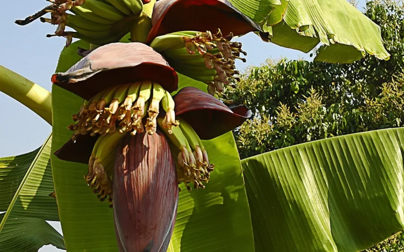 kwiat banana, małe banany, krzew, tajlandia