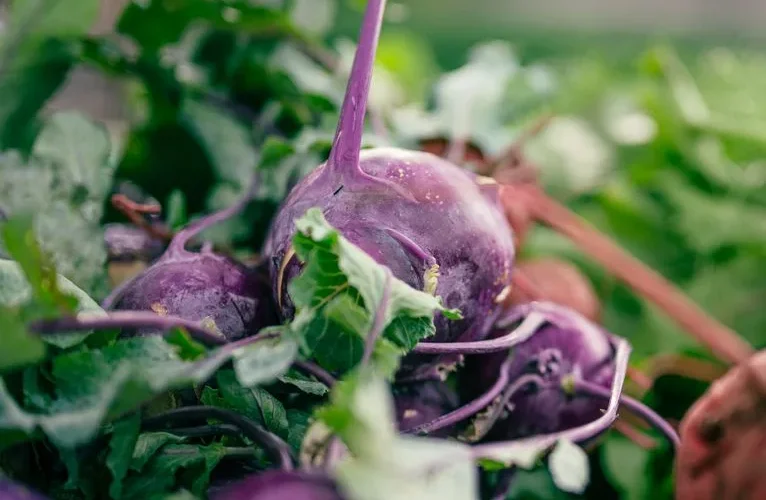 Close-up of fresh purple kohlrabi with leaves, showcasing organic produce at a market.