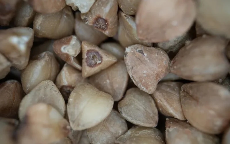 Close-up macro image of raw buckwheat seeds showcasing texture and detail.
