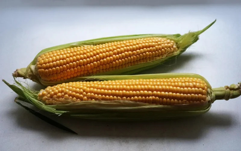 ear of corn, odchodzi, light background, corn, corn cobs, kukurydza, odżywianie, zbiór, artykuły spożywcze, natura, fabryka, warzywa, jesienią, żółty, płatki, jest, świeży, zdrowy, zielony, ziarna, lato, złoto, pole