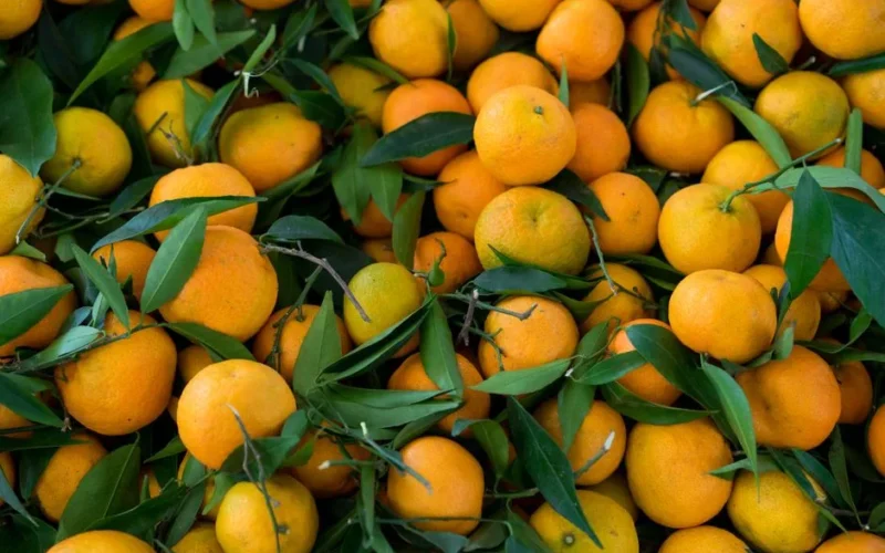 A vibrant collection of fresh organic tangerines with leaves showcasing natural abundance and freshness.
