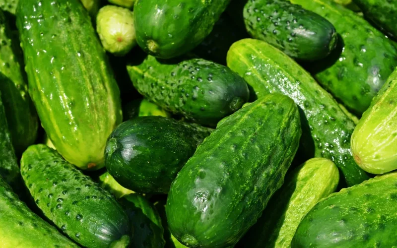 ogórki, warzywa, zielony, zdrowy, świeży, jedzenie, zielona jedzenie, zielone warzywa, produkować, zbiór, organiczny, świeże produkty, targu, stojak na warzywa, ogórki, ogórki, ogórki, ogórki, ogórki, warzywa, warzywa, warzywa