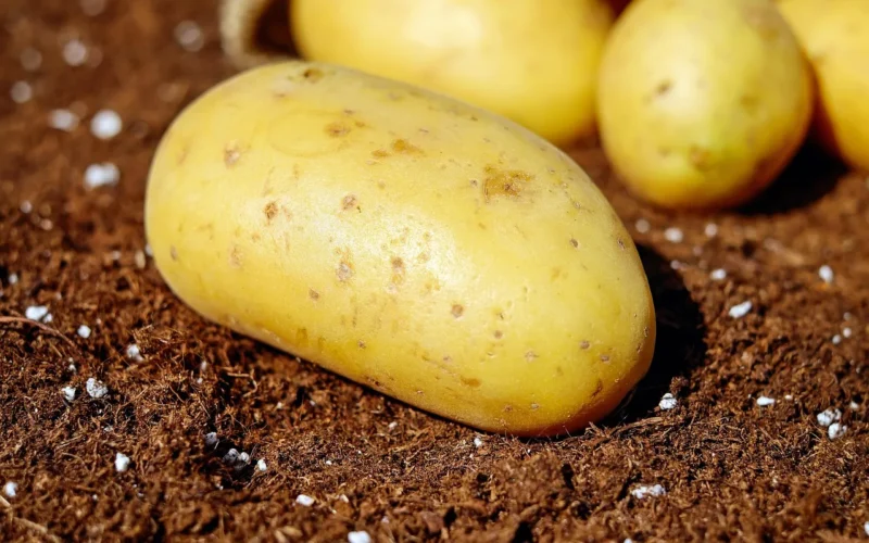 ziemniaki, warzywa, bulwy, warzywa korzeniowe, natura, rośliny bulwiaste, zbiór, ogród, produkować, organiczny, świeży, świeże ziemniaki, surowy, surowe ziemniaki