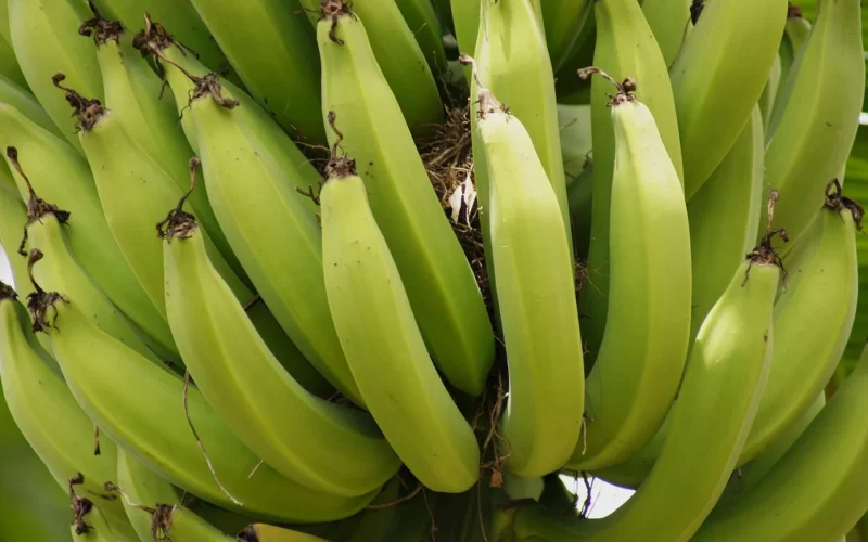 natura, pęczki, banany, banana