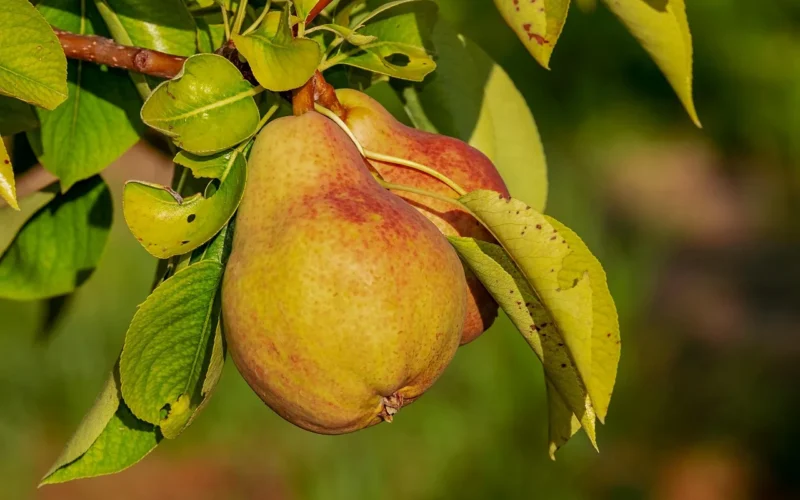 gruszka, owoc, wzrost, niedojrzały, witaminy, odżywka, zdrowy, organiczny, gruszka, gruszka, gruszka, gruszka, gruszka