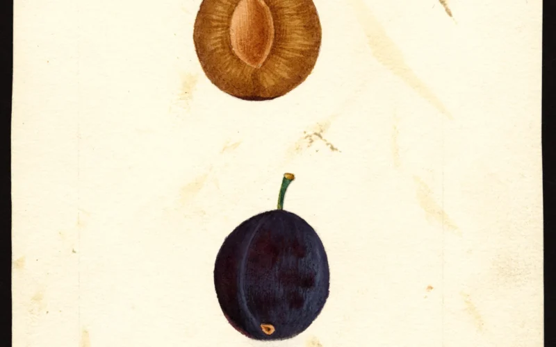 Image of the Hungarian variety of plums (scientific name: Prunus domestica), with this specimen originating in South Haven, Van Buren County, Michigan, United States. Source: U.S. Department of Agriculture Pomological Watercolor Collection. Rare and Special Collections, National Agricultural Library, Beltsville, MD 20705.