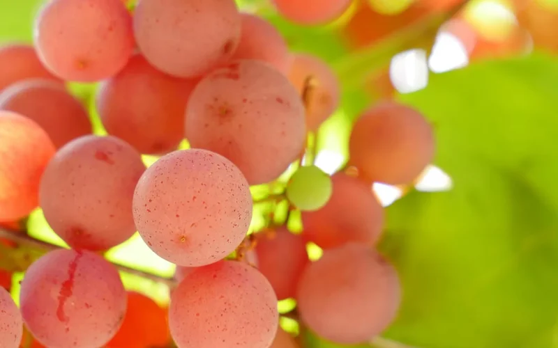 grape, vine, wino, owoce, vineyard, uprawa winorośli, różowy, rolnictwo, winogron, winorośli, winnica