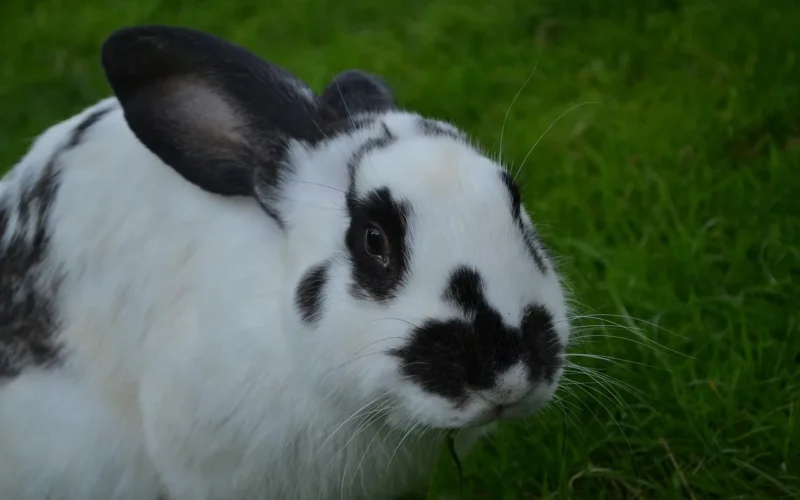 rabbit, gospodarstwa, zwierzę, królik, zwierzęta, ładny, natura, nature, rabbit, rabbit, rabbit, rabbit, rabbit