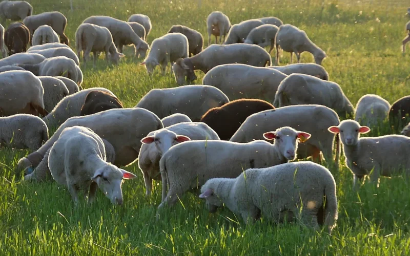 sheep, mammals, rolnictwo, wool, obszarów wiejskich, livestock, wieś, herd, lekki, owce, ssaki, wełna, hodowla, dziedzina, stada