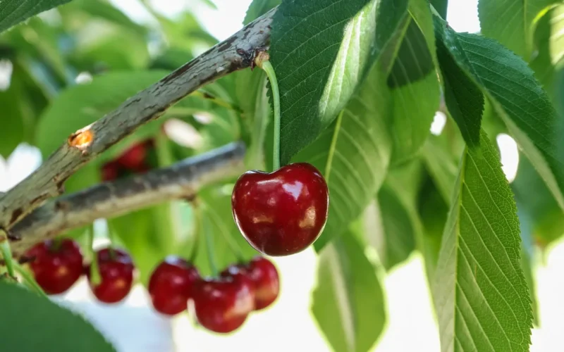 fruit, natura, cherries, red, spring, sok, dessert, sweet, natural, kamień, delicious, food