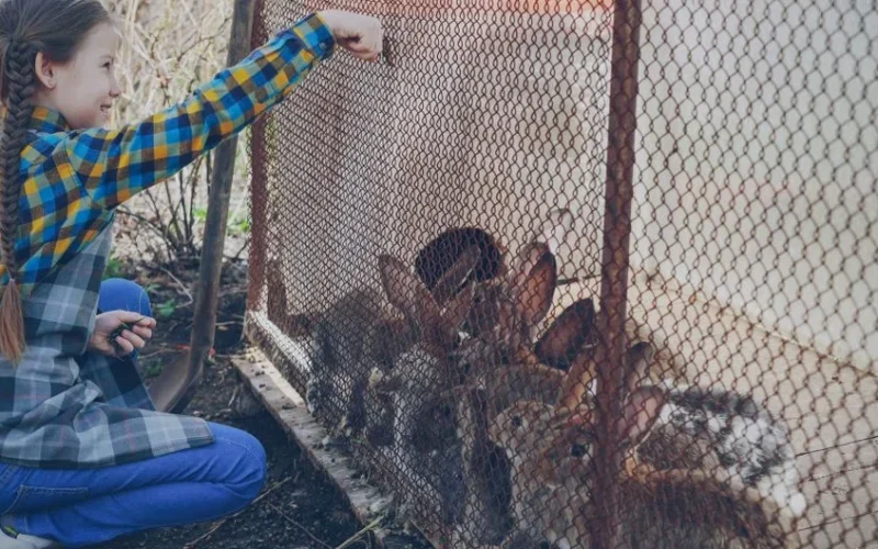 A young girl feeds rabbits through wire mesh at an outdoor petting zoo.