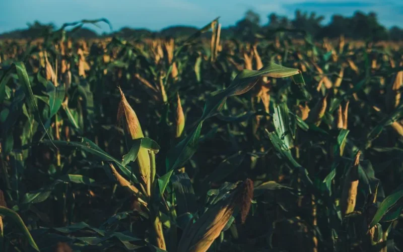 Lush green cornfield under summer skies, showcasing mature corn ready for harvest.
