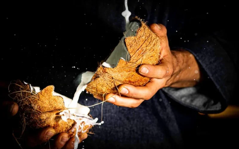 Close-up of fresh coconut milk spilling as hands crack open a coconut shell. Nutritious tropical delight.